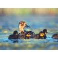 thumbnail image 3 of Fitzharris, Tim 14x11 Black Modern Framed Museum Art Print Titled - Lesser Scaup Hen with Young, 3 of 5