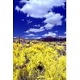 thumbnail image 2 of Taylor, Douglas 23x32 White Modern Wood Framed Museum Art Print Titled - Palo Verde Bloom, 2 of 4