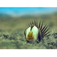 thumbnail image 2 of Fitzharris, Tim 32x25 Gold Ornate Wood Framed with Double Matting Museum Art Print Titled - Sage Grouse in Courtship Display, 2 of 4