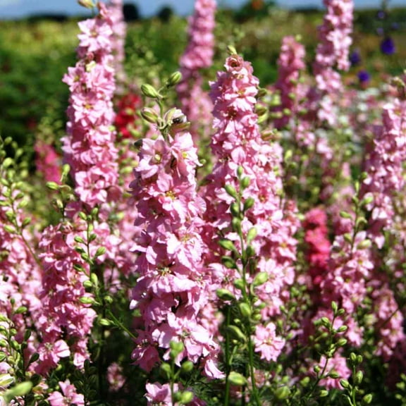 Outsidepride Larkspur Pink Queen - 2000 Seeds