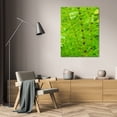 thumbnail image 3 of Bob Stefko 17x24 Gallery Wrapped Canvas Wall Art Titled - Horsetail Plant, 3 of 4