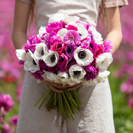 Eden Brothers Anemone Bulbs - Adeline's Mix