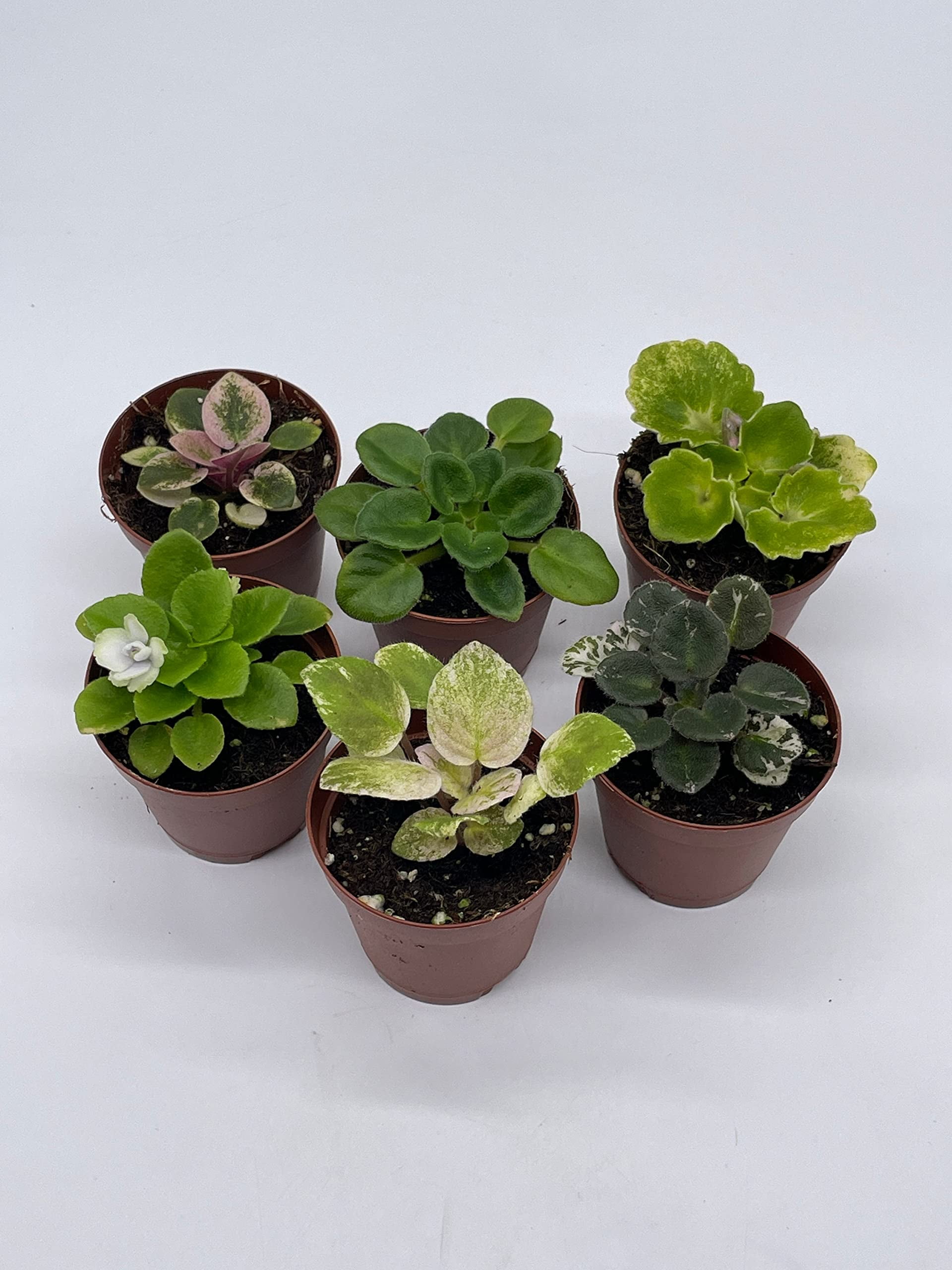 Harmony s African Violet Assortment Set 4 inch pots 3 Different