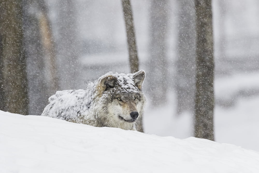 Grey Wolf (canis Lu