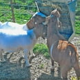 thumbnail image 4 of Little Giant Classic Heavy-Duty Galvanized Metal 2-in-1 Goat and Sheep Feeder, 4 of 4
