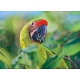thumbnail image 2 of Fitzharris, Tim 18x14 Black Ornate Wood Framed with Double Matting Museum Art Print Titled - Great Green Macaw I, 2 of 4