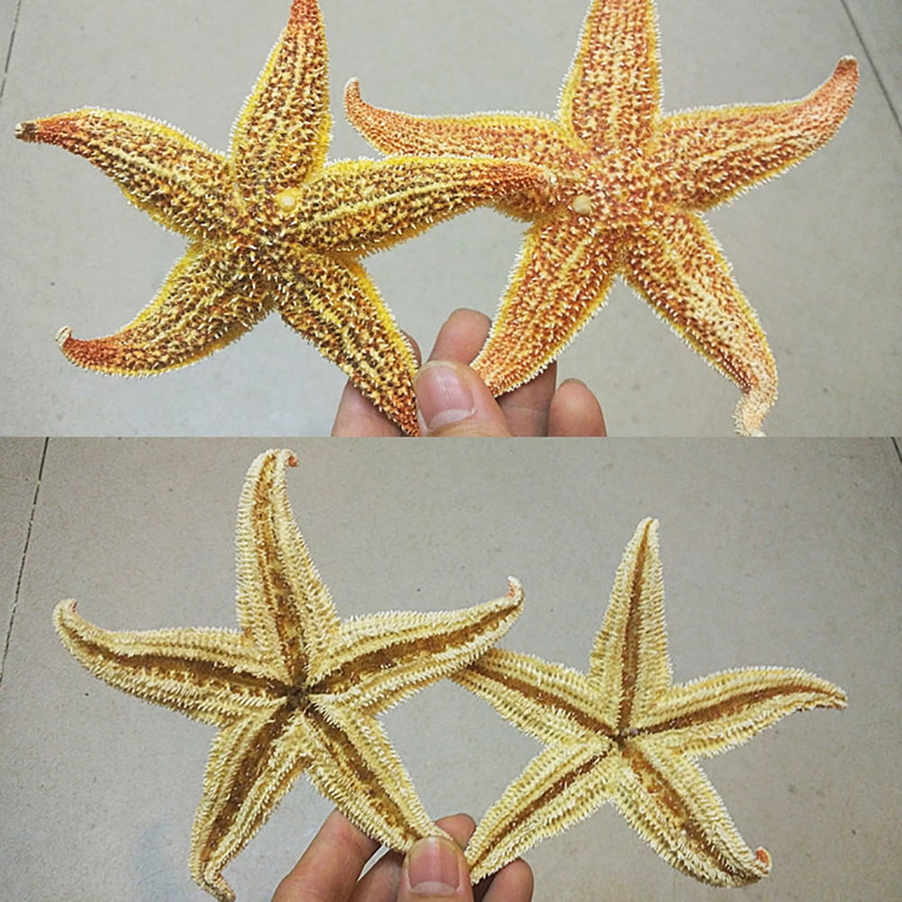  12 Extra Large Size Starfish - Tan Flat Sea Stars (3.3 - 4.3  / 85-110 mm), Beach Crafts, Wedding Invitations : Home & Kitchen