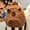 A, variant on 2026 New Plush Capybara Backpacks, Dolphin Backpack Capybara Cute Plush Toy Shoulder Bag -Purpose Shoulder Bag Ugly Water Guinea Pig Cute Doll Tote Bag, Lightweight Bookbags for Back to School