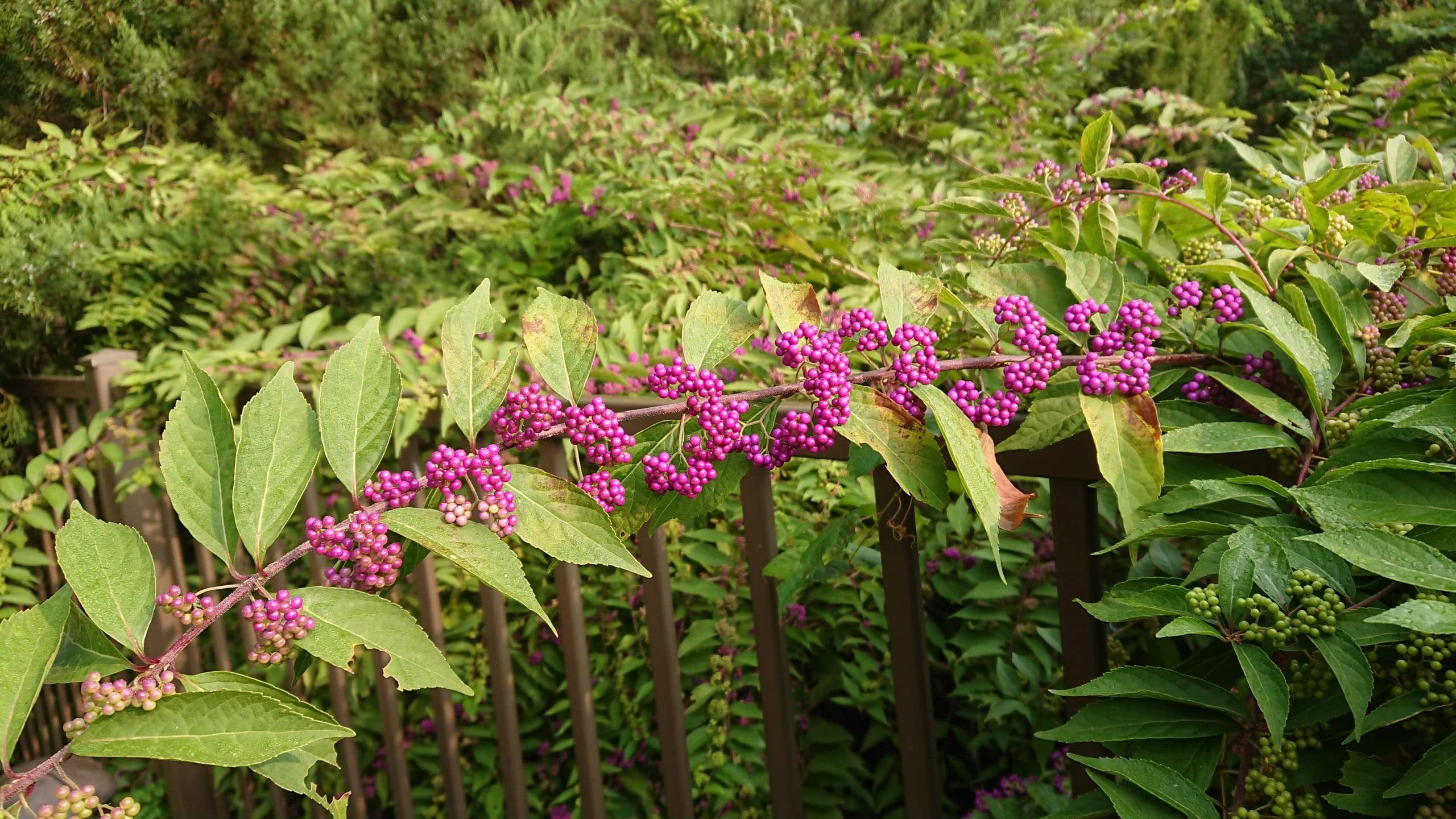 American Beautyberry  20 Live Plants  Callicarpa Americana  Bird Attracting Beautiful Berries and Foliage