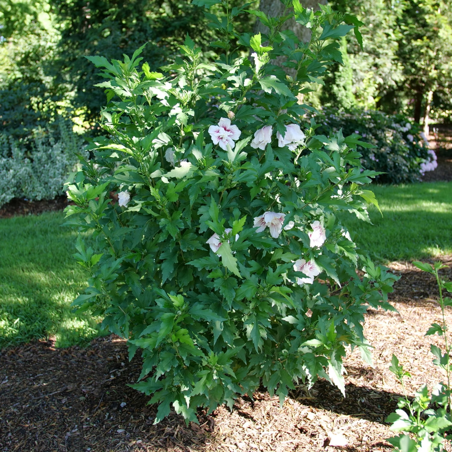 Proven Winners ColorChoice 6" Multicolor Starblast Chiffon Rose of Sharon Live Plant in 7.5" Pot