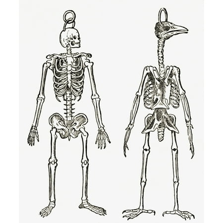Bird Magazine Skeletons Of A Man And A Bird Drawn To The Same Scale From The Strand Magazine Published 1897 Canvas Art - Ken Welsh Design Pics (14 x 17) ()
