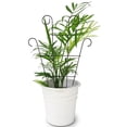 thumbnail image 4 of FOLOYORI 2Ud Marco Metálico Reforzado Para Plantas Trepadoras Ideal Para Uso En Casa Y Jardín, 4 of 8