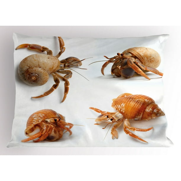 Crabs Pillow Sham Sea Animals Theme Set of Hermit Crabs from Caribbean  Seascape Digital Print, Decorative Standard Size Printed Pillowcase, 26 X  20 Inches, Marigold and White, by Ambesonne 