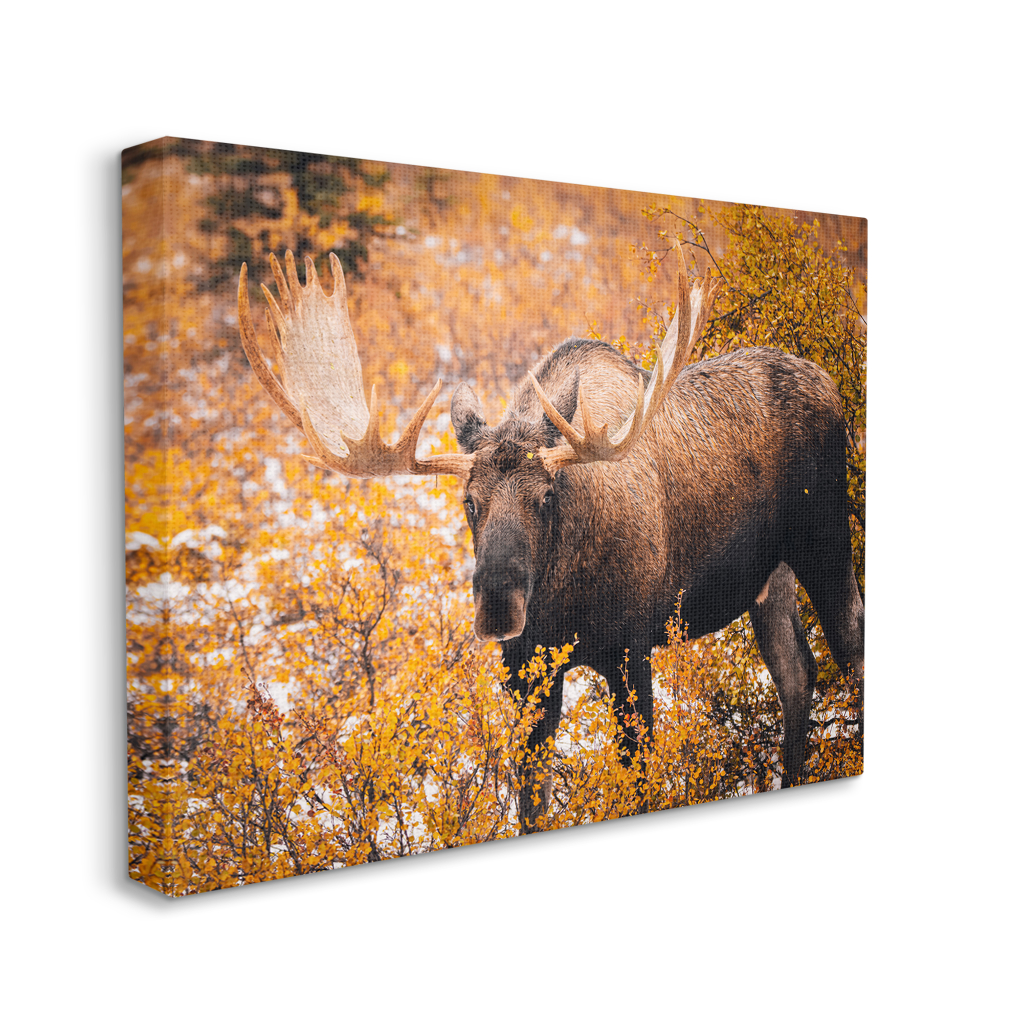 Stupell Industries Moose in Autumn Foliage Animals & Insects Photography Gallery Wrapped Canvas Art Print Wall Art, 30 x 24