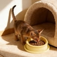 thumbnail image 5 of Pet Bowls Dog Bowls Cat Bowls Silicone Elevated Feeder 10 Degree Tilt Neck Protection Non Slip Whisker Friendly Food Water Bowl for Cats Dogs Indoor by PALIFEUR, 5 of 7