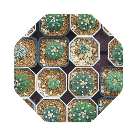 

Matuu Cactus Garden for Cup Coasters Set of 6 Leather Coasters Desk Coasters for Office Measures 4” x 4” Octagon