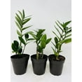 ZZ 'Zamioculcas zamiifolia' 3 Pack Fortune Plant Wealth Good Luck
