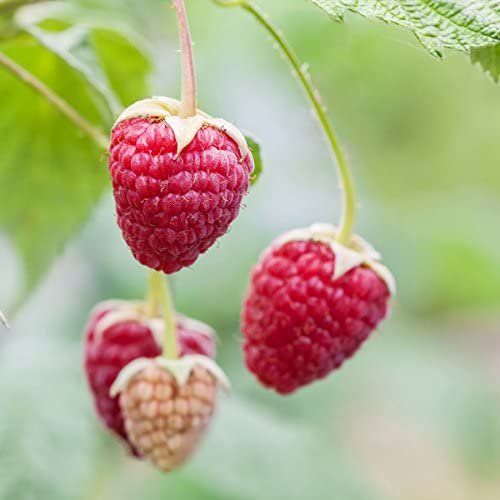 Pink Raspberry Seeds. Amazon Raspberry Seeds