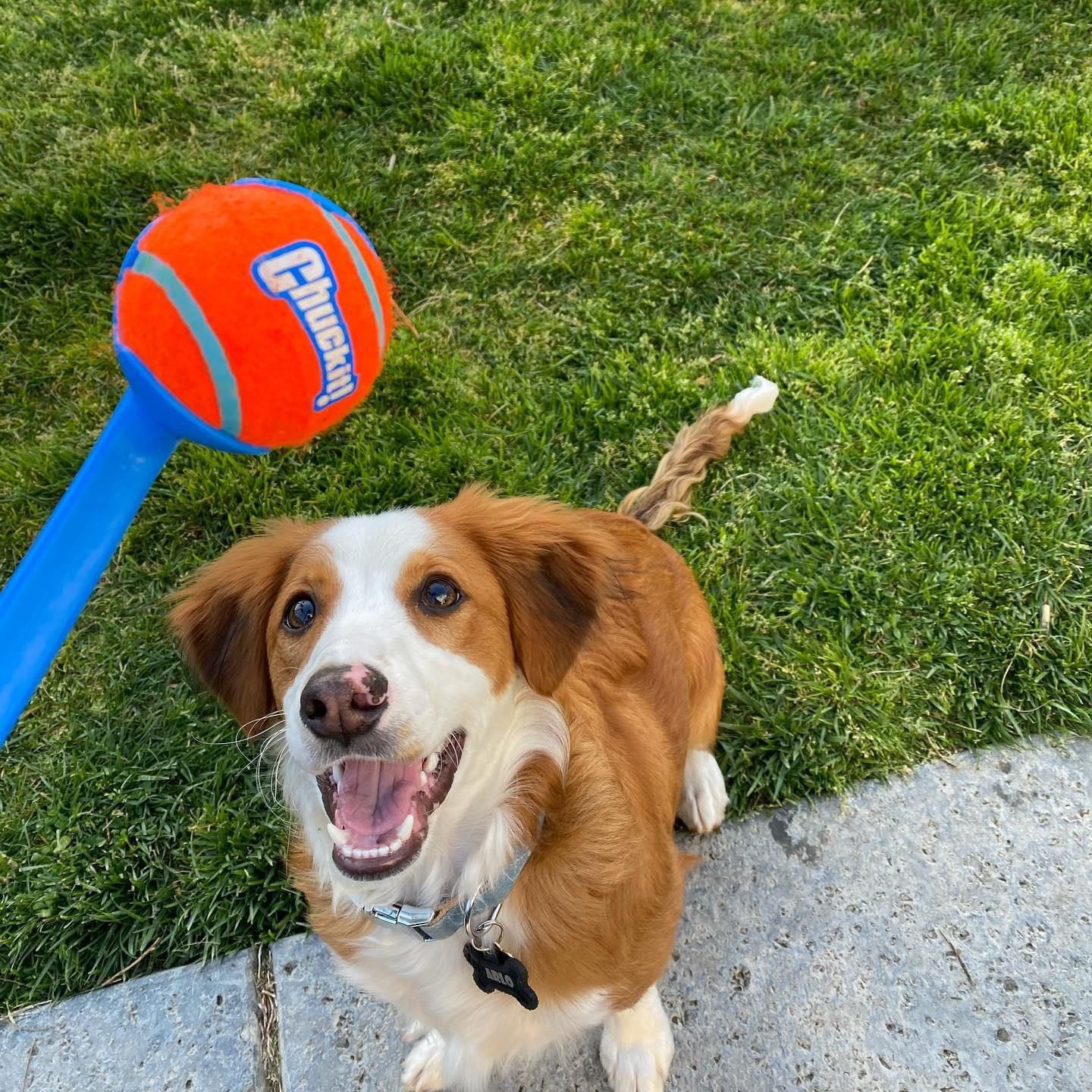 Chuckit! Medium Classic Fetch Ball Launcher Dog Toy