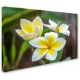 thumbnail image 2 of Trademark Fine Art 'Plumeria in the Rain' Canvas Art by Pierre Leclerc, 2 of 3