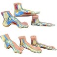 thumbnail image 2 of GHSDFBB Modèle d'Anatomie du Pied Humain, Modèle d'Anatomie du Pied Arqué Taille Réelle 1:1, Ressources d'Enseignement Médical, 3 Pcs/ensemble, 2 of 7