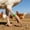 Green, variant on Ovzne Poultry Identification Leg Bands – Set of 50 Numbered Open-Ring Tags (1–50) Red