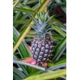 thumbnail image 2 of Engelbrecht, Lisa S. 17x24 Gold Ornate Wood Framed with Double Matting Museum Art Print Titled - Pineapple plant, 2 of 4