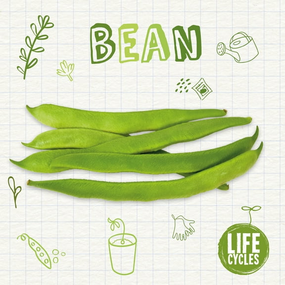 Life Cycles: Bean (Paperback)