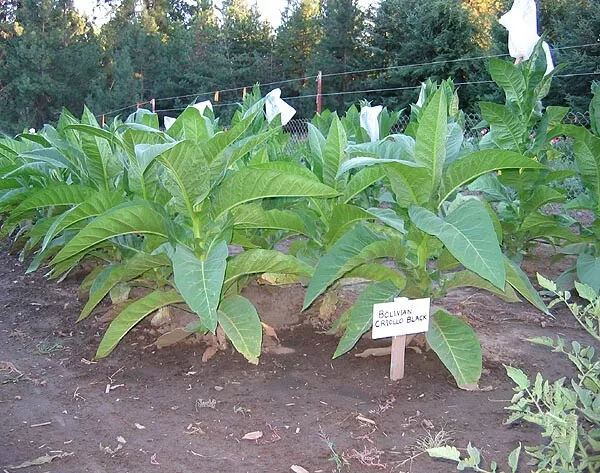 where to buy tobacco plants near me 1000 Golden Harvest Tobacco Seeds ~ Heirloom Nicotiana Tabacum ~ Fast grow