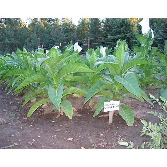 1000 Bolivian Criollo Black Tobacco Seeds ~ Heirloom Dark ~ Heavy Producer