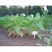 1000 Bolivian Criollo Black Tobacco Seeds ~ Heirloom Dark ~ Heavy Producer