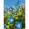 thumbnail image 3 of Expert Gardener 120 in Blue Morning Glory Live Plants No Pot, Disease-Resistant, Easy Care, Easy Watering, Easy to Grow, 3 of 5