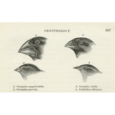 Finches With Beaks Adapted To Different Diets Observed By Charles Darwin In September-October 1835 In Galapagos Islands Ecuador During His Voyage On Hms Beagle From The Book Journal Of Researches By