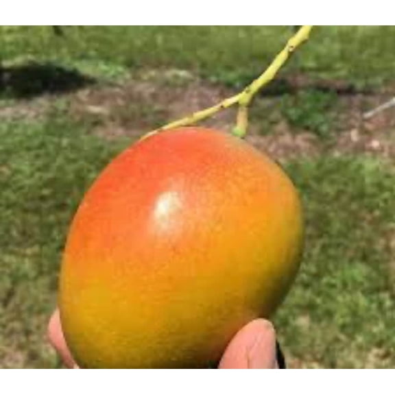 Cecilove Mango TREE GRAFTED (2-4 Feet Tall). Ship to all states