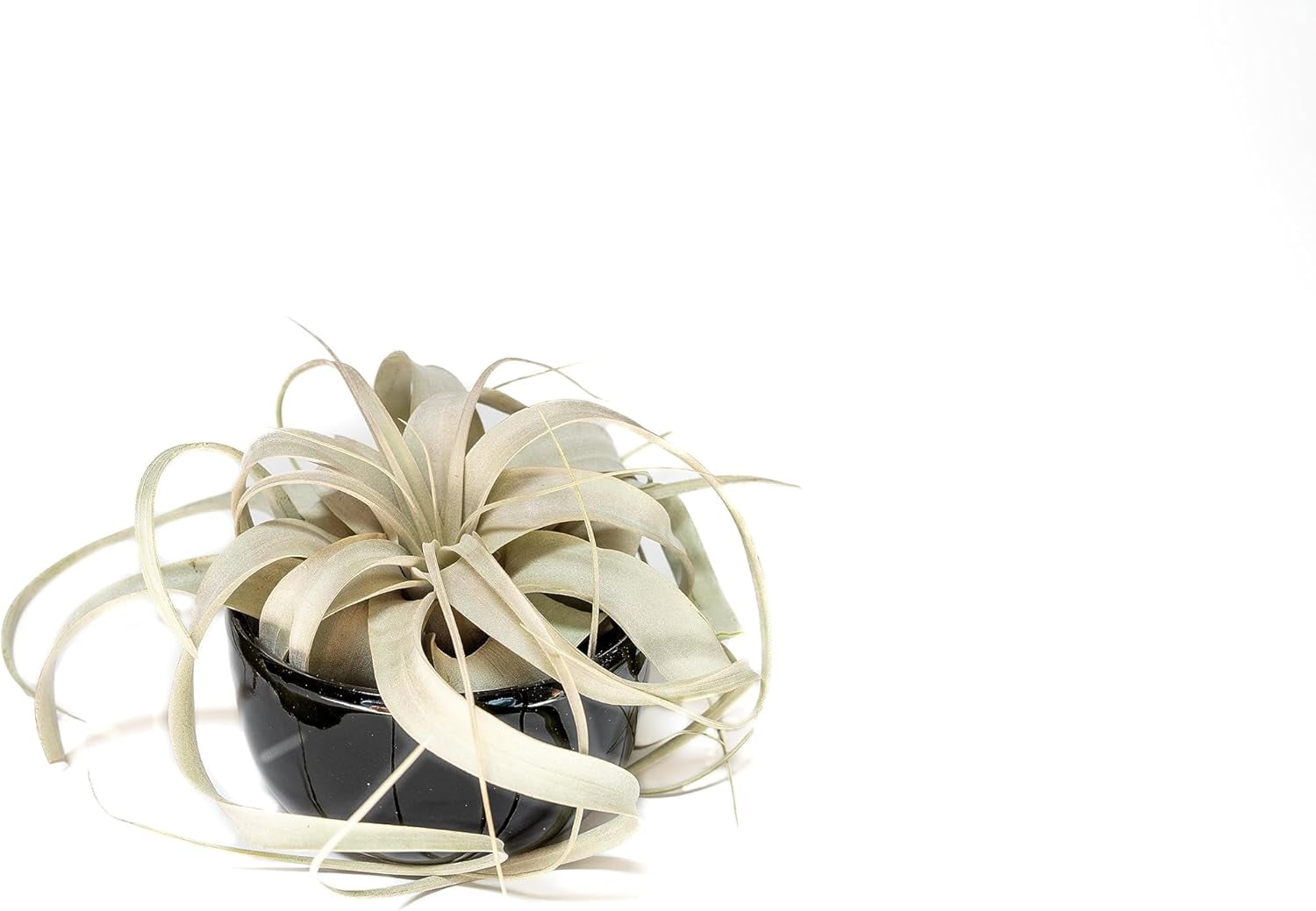 Air Plant Shop Black Glazed Terracotta Pot with Tillandsia Xerographica Air Plant - Wholesale and Bulk - Succulents - Live Tillandsia - Easy Care Indoor and Outdoor House Plants