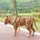 thumbnail image 5 of Correa De Entrenamiento Para Perros, Cadena Para Amarillo, 5 of 8