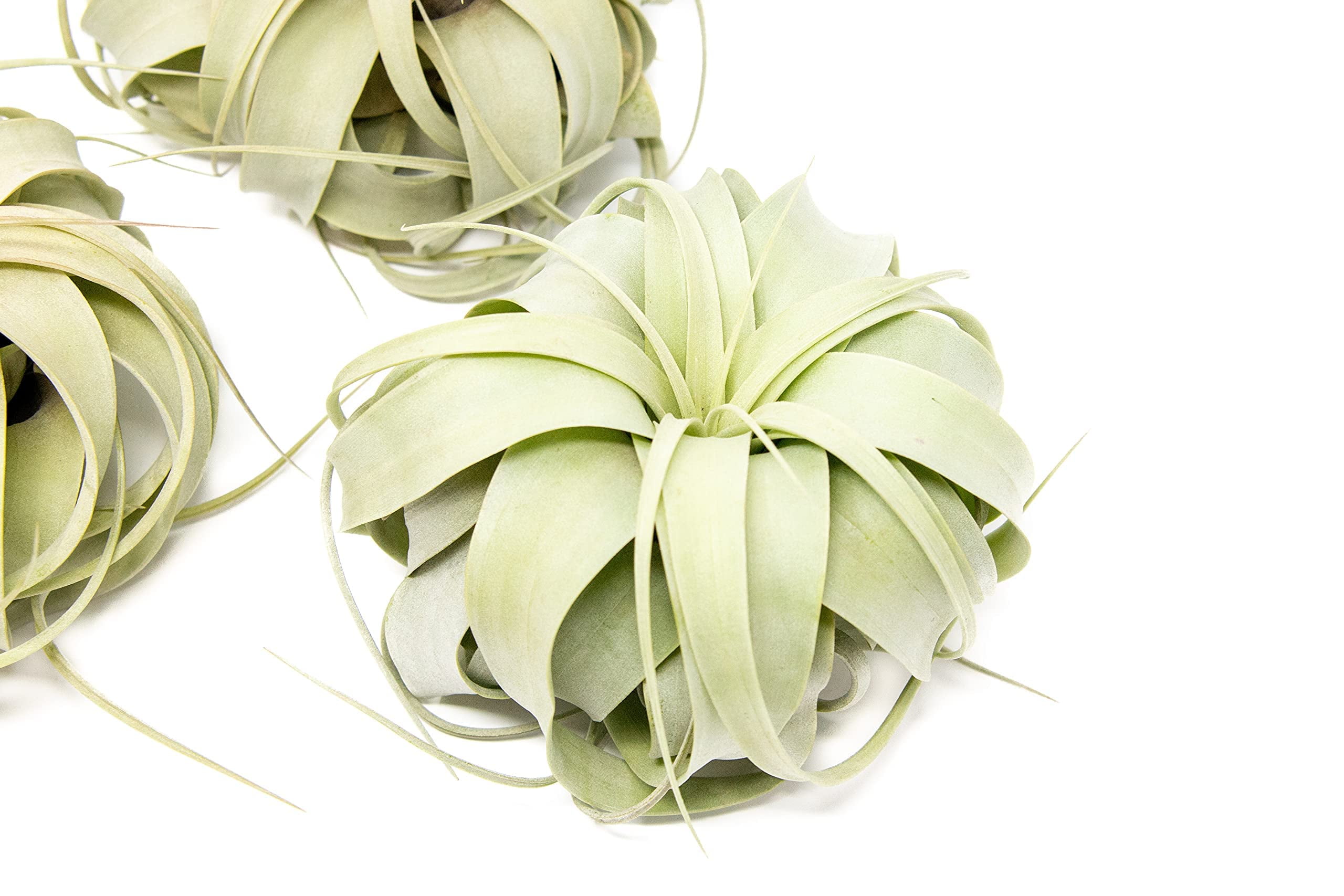 Large Xerographica Air Plants 5 to 7 Inches - Live Tillandsia Succulent House Plants - Available in Wholesale and Bulk - Home and Garden Decor - Easy Care Indoor and Outdoor Plants (Pack of 6)