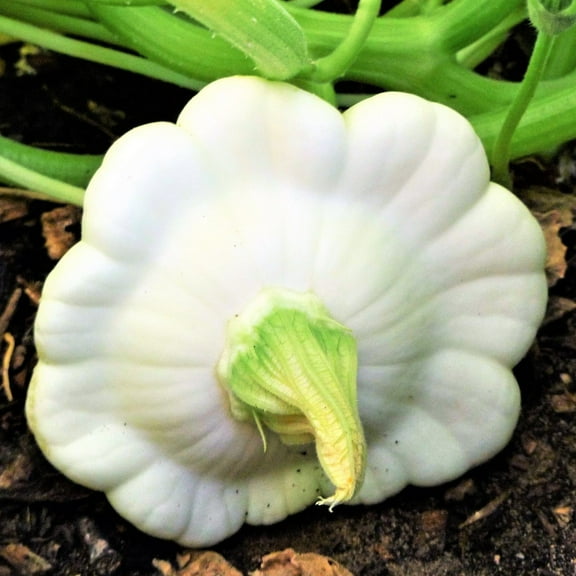 TomorrowSeeds - Early White Patty Pan (Bush Scallop Squash) Seeds - 30  Count - For 2025 Planting