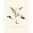 thumbnail image 2 of Edward Donovan 15x18 Black Ornate Wood Framed Double Matted Museum Art Print Titled - An Epitome of the Natural History of the Insects of New Holland, New Zealand Pl.33 (1805), 2 of 5