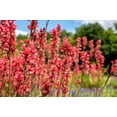 thumbnail image 6 of Seedville 100 Heuchera Firefly Coral Bells Flower Seeds, 6 of 8