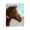 Brown Horse Farmhouse, variant on Stupell Industries Farmhouse Horse with Tousled Mane Black Floating Frame Canvas Art, 17 x 21, by Victoria Barnes