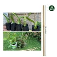 thumbnail image 7 of Triani Plant Stakes, 18 Inches Natural Garden Bamboo Sticks, 20Pcs Plant Support Stakes for Tomatoes,Beans,Vegetable and Potted Plants, 7 of 7