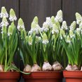 thumbnail image 4 of White Grape Hyacinth or Muscari Flower Bulbs - 25 Bulbs per Pack - Pleasantly Scented - Deer Resistant - Grows Well In Containers - Perennializing - Grow Indoors or Outdoors – Live Plant Garden, 4 of 6