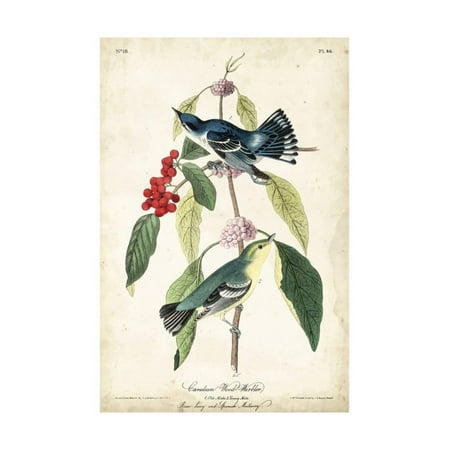 - Cerulean Wood Warbler Bird Vintage Animal Art Print Wall Art By John James Audubon