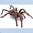thumbnail image 2 of CafePress - Tarantula Infant Bodysuit - Baby Light Bodysuit, Size Newborn - 24 Months, 2 of 4