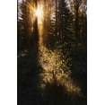 thumbnail image 2 of Jones, Adam 13x18 Black Ornate Wood Framed with Double Matting Museum Art Print Titled - Sunrise through cottonwood trees-Grand Teton National Park-Wyoming, 2 of 4