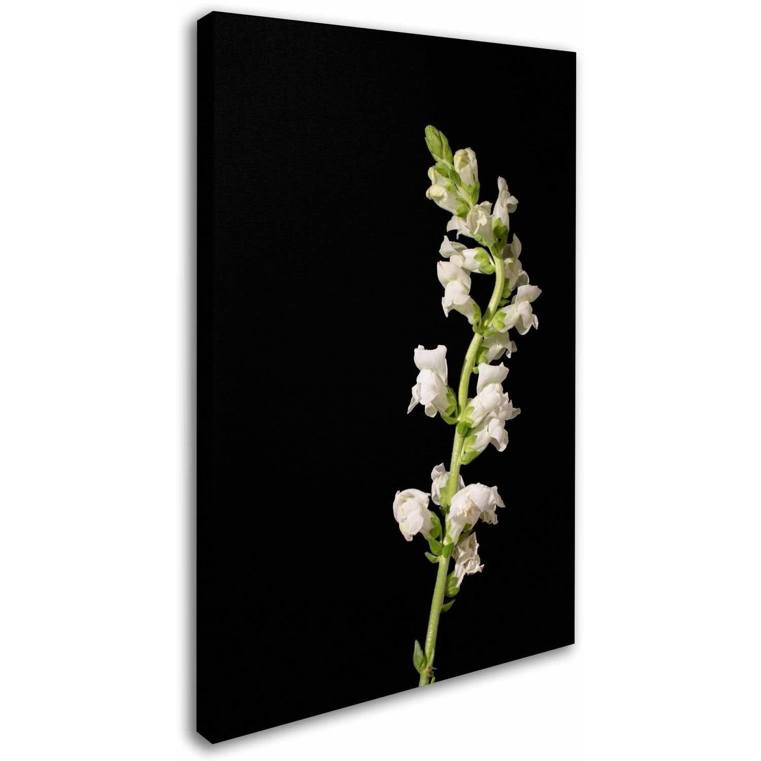 Trademark Fine Art 'White Snapdragons Against Black Background' Canvas Art by PIPA Fine Art