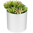 thumbnail image 5 of Northlight 4.75" Potted Red and Green Artificial Sedum Succulent, 5 of 6
