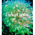 thumbnail image 2 of Glitter Heart Co. Glitter - High Quality Polyester Glitter - Lucky Charm - Iridescent Green Chunky &ndash; 1 oz Bag, 2 of 2