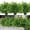 Green, variant on RECUTMS 8 Bundles Artificial Greenery Stems Fake Lucky Bamboo Leaves Faux Outdoor Plants UV Resistant Plastic Shrubs for Window Farmhouse Pathway Indoor Decorations (White)